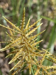 Cyperus esculentus