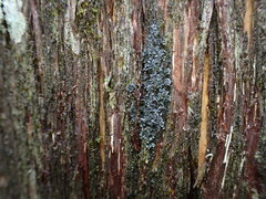 Fuscopannaria leucosticta