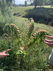 Hyoscyamus