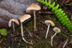 Entolomataceae