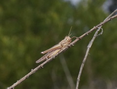 Austracris guttulosa