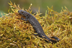 Triturus cristatus
