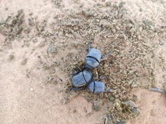 Gymnopleurus mopsus