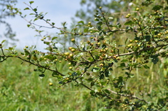 Crataegus
