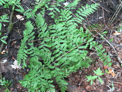 Osmunda spectabilis