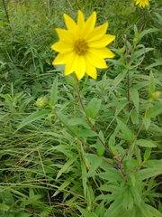 Helianthus giganteus