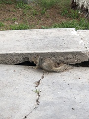 Otospermophilus variegatus
