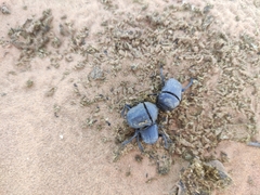 Gymnopleurus mopsus