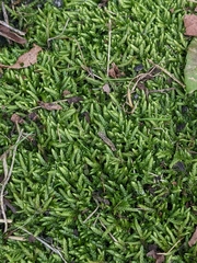 Entodon cladorrhizans