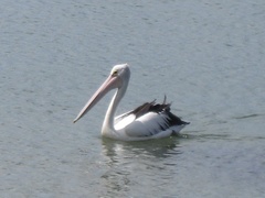 Pelecanus conspicillatus