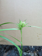 Carex intumescens