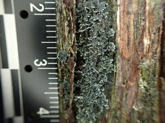 Fuscopannaria leucosticta