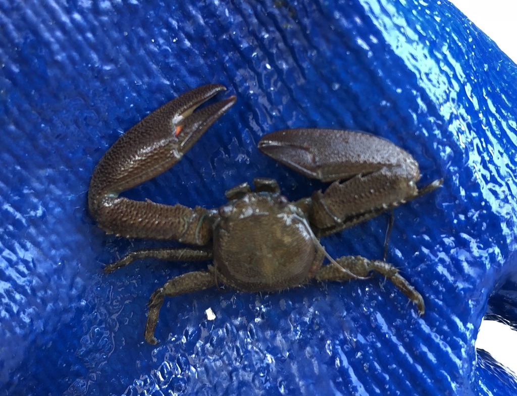 green porcelain crab