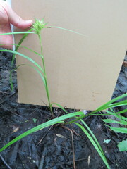 Carex intumescens