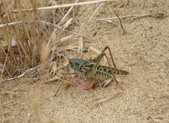 Decticus verrucivorus
