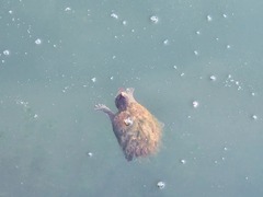 Sternotherus odoratus