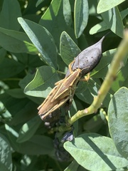 Melanoplus bivittatus