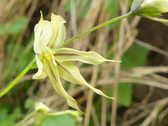 Melasphaerula graminea