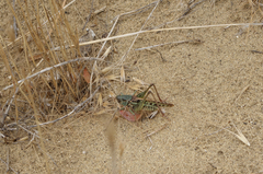 Decticus verrucivorus