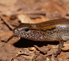 Calyptotis scutirostrum