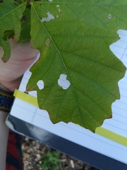 Quercus bicolor