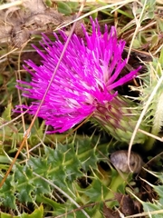 Cirsium acaule