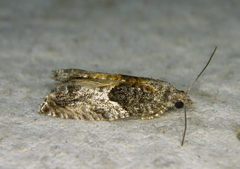 Epinotia nisella
