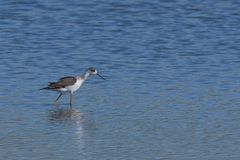 Himantopus himantopus