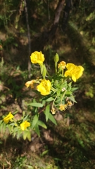Oenothera biennis