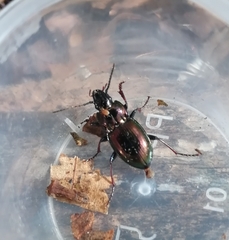 Pterostichus burmeisteri