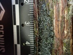 Fuscopannaria leucosticta