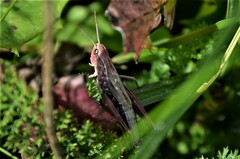 Pseudochorthippus parallelus