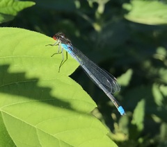 Erythromma najas