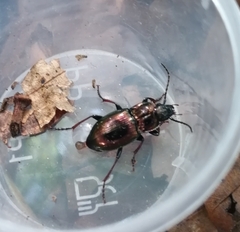 Pterostichus burmeisteri