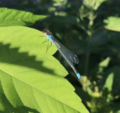 Erythromma najas