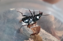 Pterostichus burmeisteri