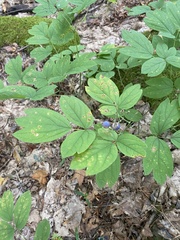 Caulophyllum thalictroides