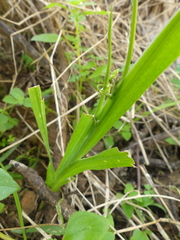 Melasphaerula graminea