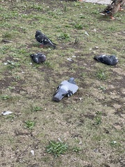 Columba livia domestica