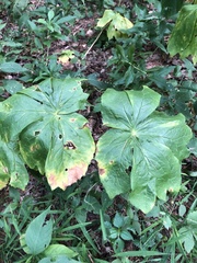 Podophyllum peltatum