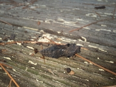 Polygonia interrogationis