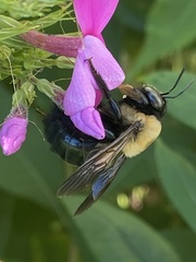 Xylocopa virginica virginica