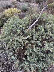 Lobostemon glaucophyllus
