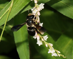 Megachile xylocopoides