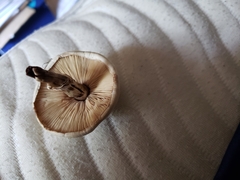 Leucoagaricus leucothites