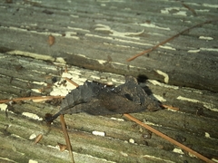 Polygonia interrogationis