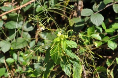 Impatiens parviflora