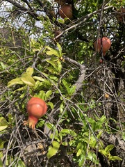 Punica granatum