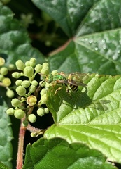 Agapostemon virescens