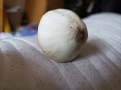 Leucoagaricus leucothites